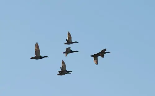 duck flying overhead against a blue sky.