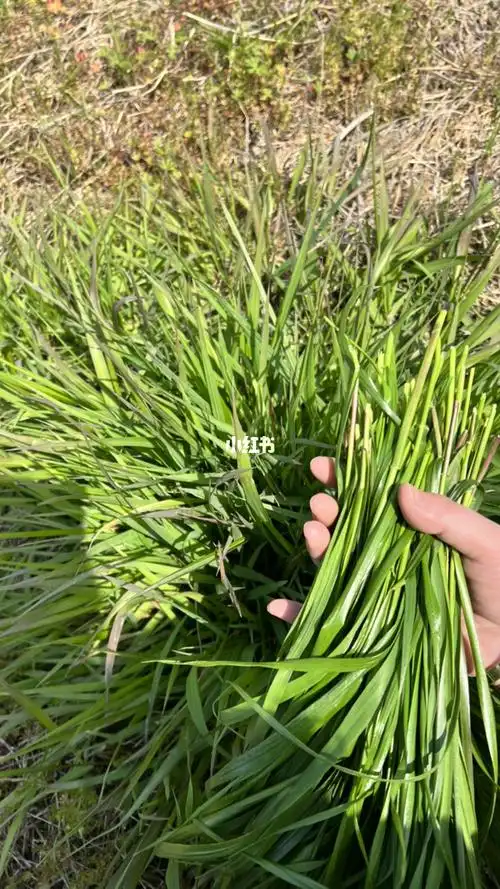 浆麦草做的青团春天的味道