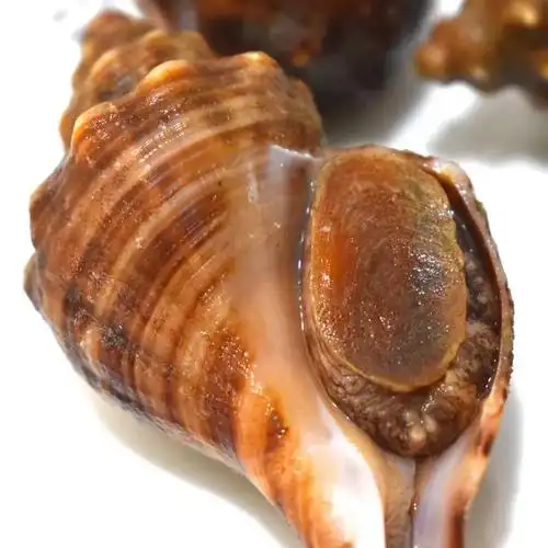 红螺除了肉可以食用之外,贝壳也很有用.