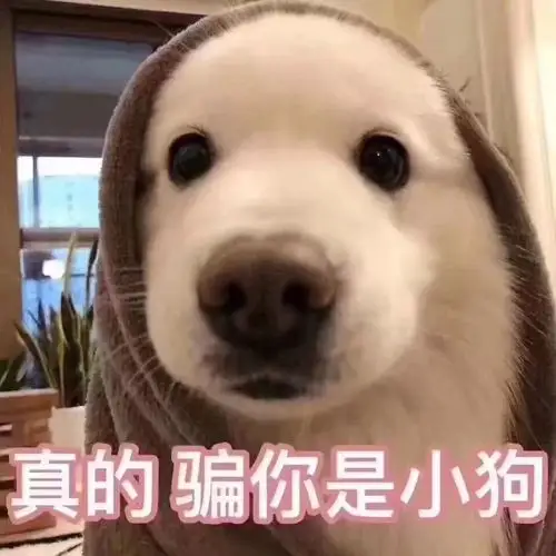 而是一只小奶狗只是让她爆红的不是哪位公子哥也是因为类似的契机她最