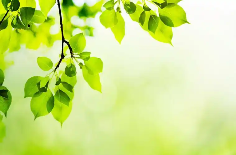 翠绿的绿叶背景