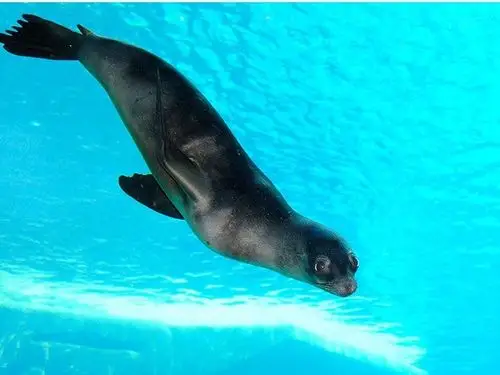加州海狮:哺乳动物当中唯一一种不含乳糖成份的乳汁!