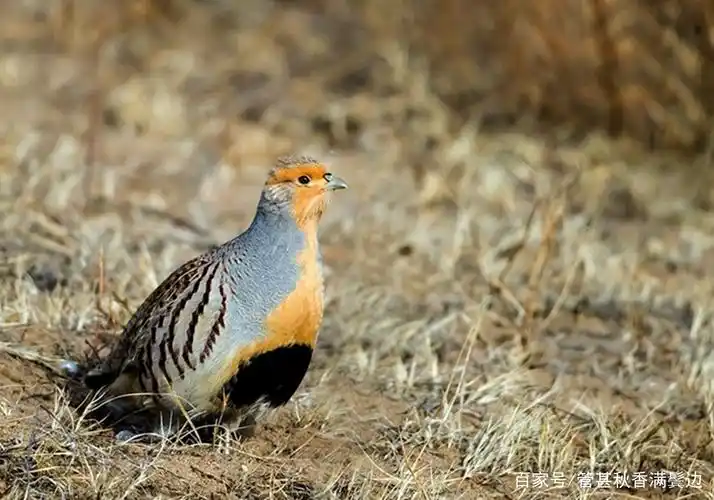 营养沙 - 2020年最新商品信息聚合专区 - 百度爱采购