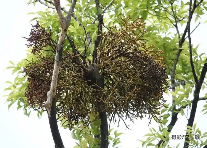 大隐隐于市窥探寄生植物的生存智慧