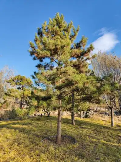 松树在北方,更多给人绿色的提示.