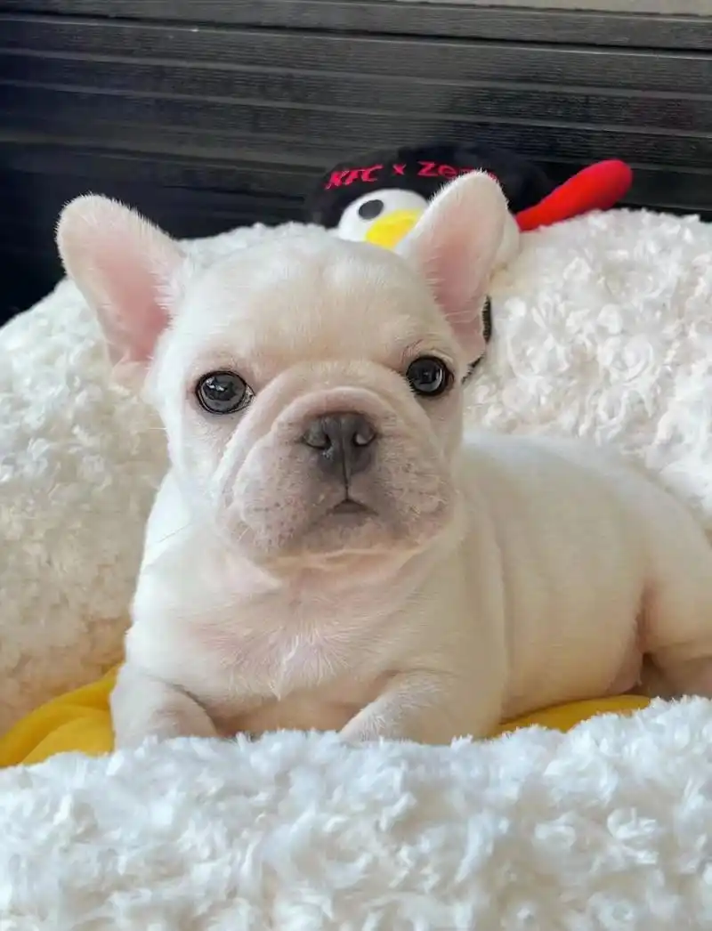 法斗多少钱一只,纯种法斗幼犬1500找新家,自家繁殖法斗幼犬