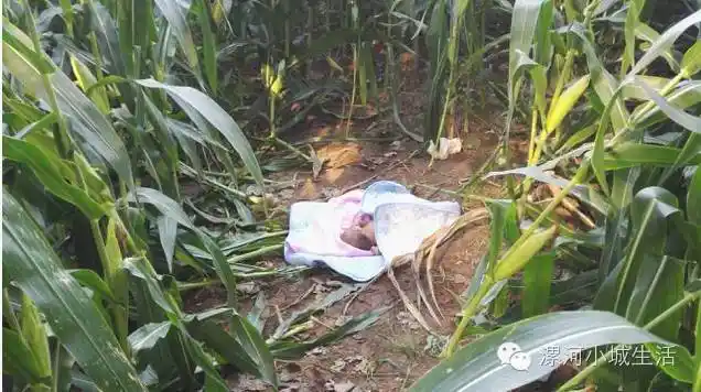 【扩散】小男孩出生才两三天,就被人扔在了漯河苞谷地里?