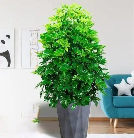 鹅掌柴是招财树吗(鹅掌柴是不是招财树)_植物知识网