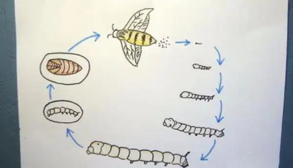 蚕的一生简笔画