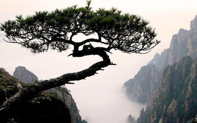 黄山:秋日红霞漫天,光影梦幻美不胜收!黄山的松树千姿百态,无奇不有