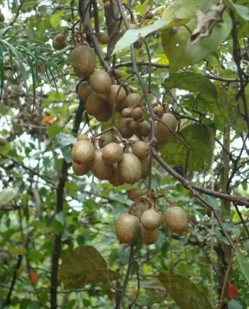 野杨桃丰富了大浩山秘境,是大自然的馈赠,是最素朴的野生水果.