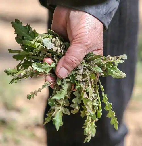 可食用野菜之——荠菜