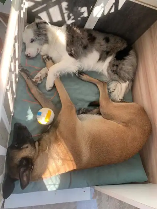 关于我去马犬姐姐家借宿的那几天