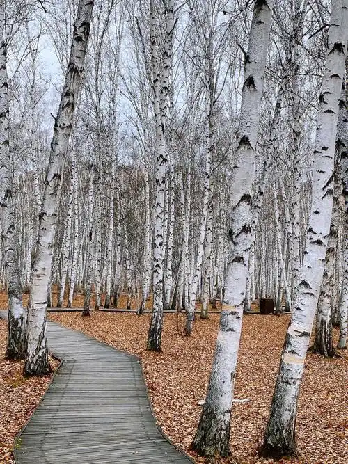 浪漫的秋日白桦林