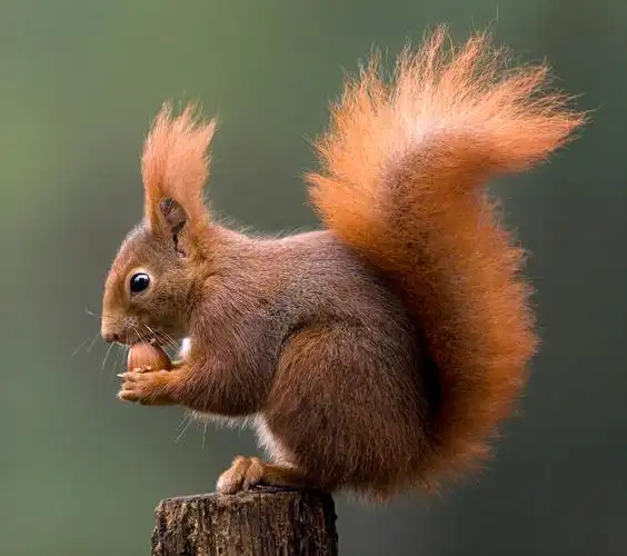 欧洲红松鼠图片 欧洲红松鼠高清图片