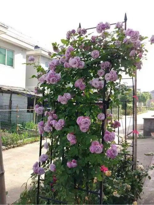 薰衣草花环月季小苗藤本月季带土发货批发包邮