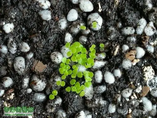 娇小的大岩桐(多谢tindayun 828分享)
