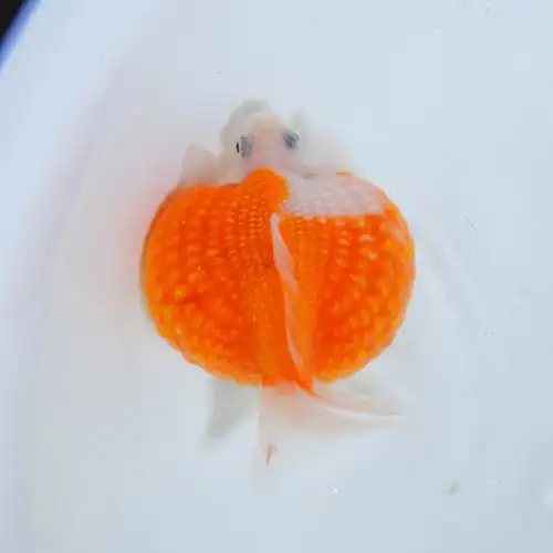 精品鼠头珍珠金鱼活体红白珠子五花淡水冷水鱼