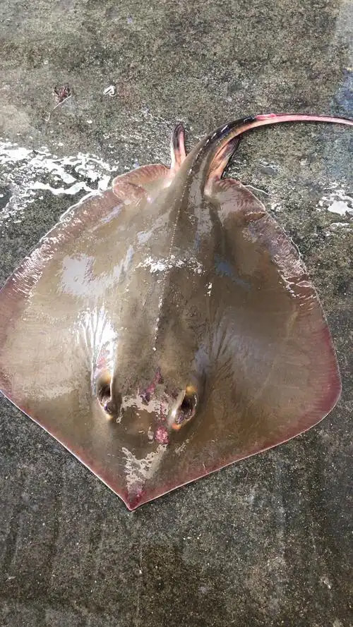 第一次吃魔鬼鱼07