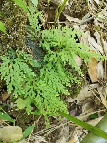 由一棵草药联想到的动物超能力