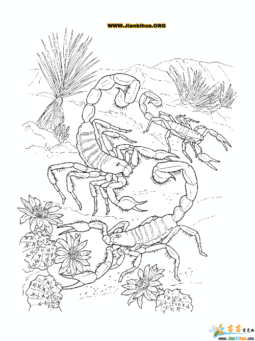 画蝎子的简笔画蝎子简笔画怎么画步骤图片