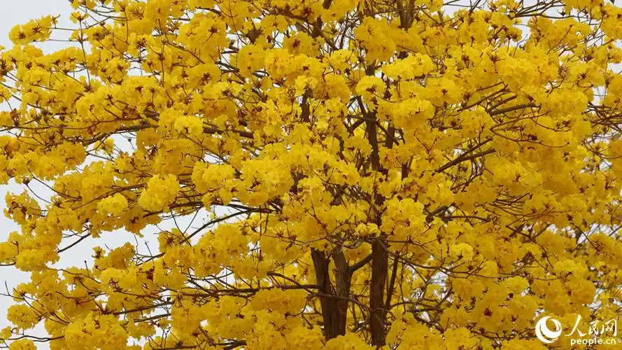 厦门满城黄花迎春开9