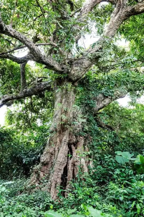 广西十大最美名木,梧州这棵榕树上榜!真的很美