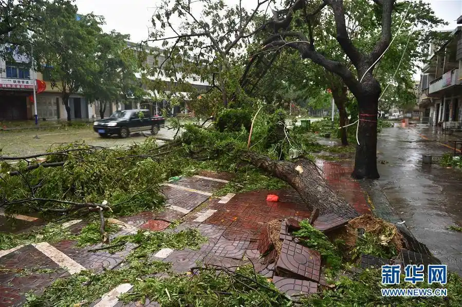 台风"莎莉嘉"在海南登陆 树枝被刮断