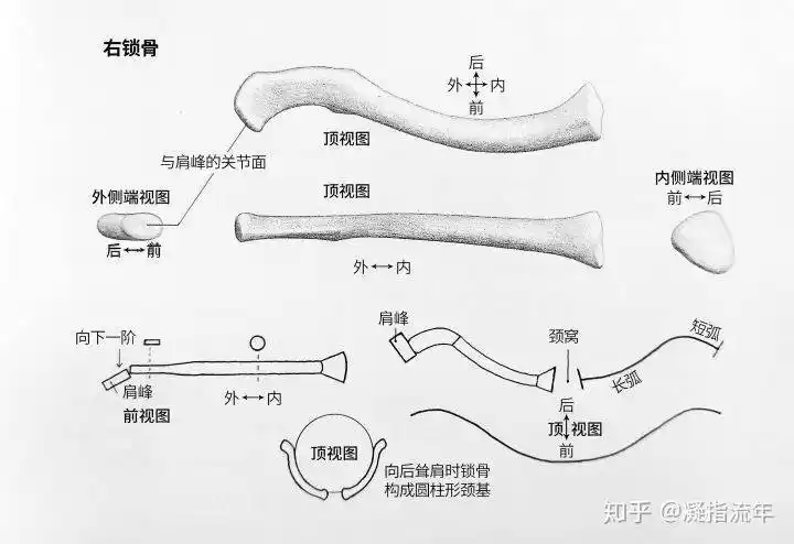 坚持学画:人体结构之骨骼部分——锁骨