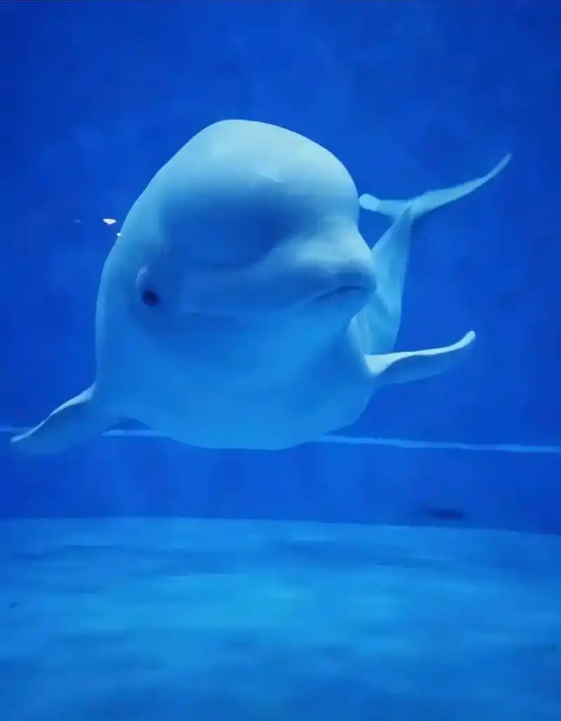 极地海洋世界 我爱这蓝色的海洋 海洋生物 张晓东#,海蓝时见