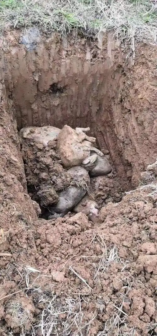 宝平路路边惊现死猪,相关部门迅速处置