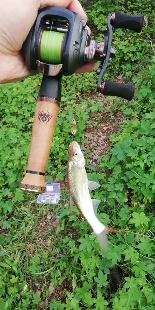 路亚小翘嘴小红尾