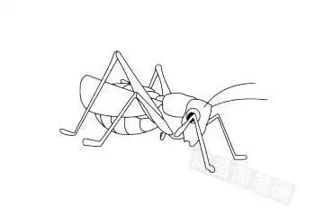 蝗虫简笔画图片大全教程