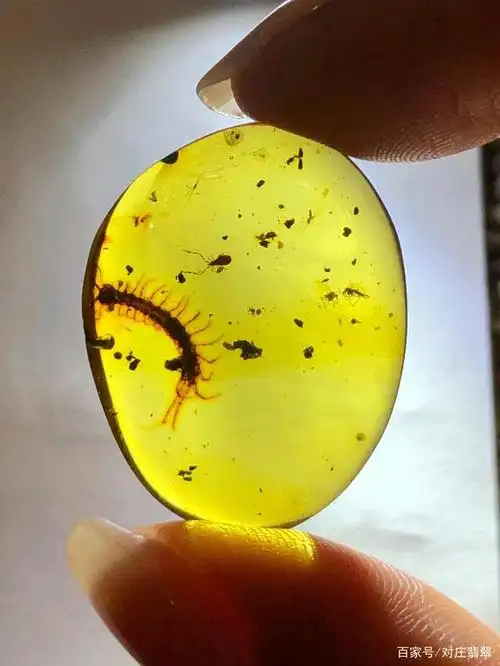 毒虫琥珀你见过吗?包裹着蜈蚣蝎子蜘蛛的虫珀,竟然如此美丽