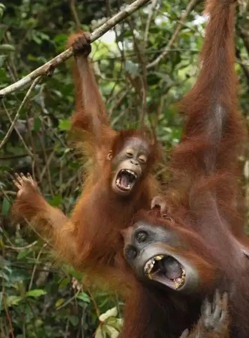 猩猩能够发出几十种叫声,它们通过不同的叫声交流不快,性吸引和地理