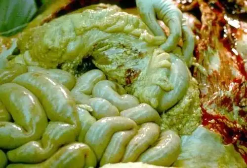 "我"只不过是一具屎尿袋,一具会移动的厕所,里面充满了蛆虫,和各种怪