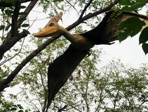 无齿翼龙类古生物学名词