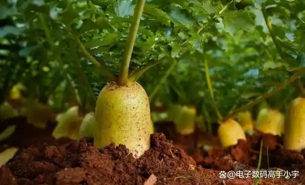 萝卜主要是其地下的根茎部分,而萝卜缨则是萝卜生长在地上的绿色叶片