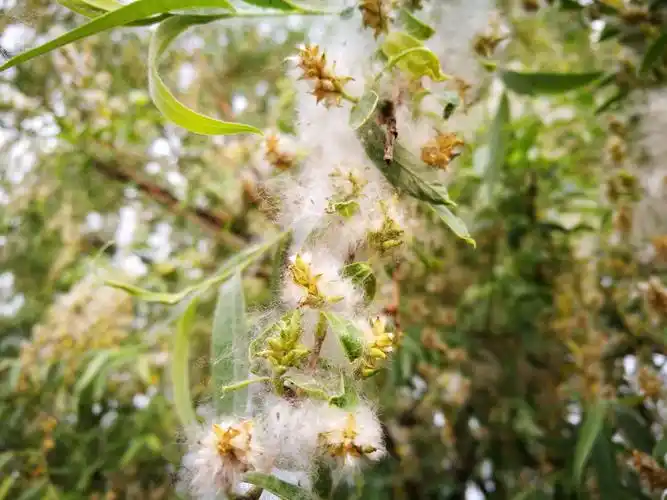 又到柳絮飘飞时