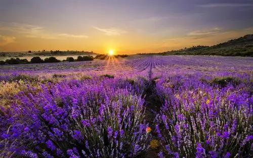 唯美的薰衣草花海,高清壁纸图片,鲜花背景-回车桌面