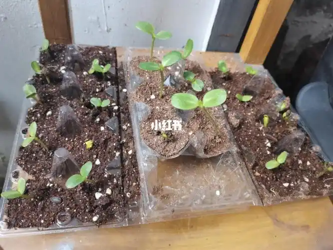植树节春播的向日葵种子发芽啦,百合花苞在膨大,铁线莲月季和绣球也