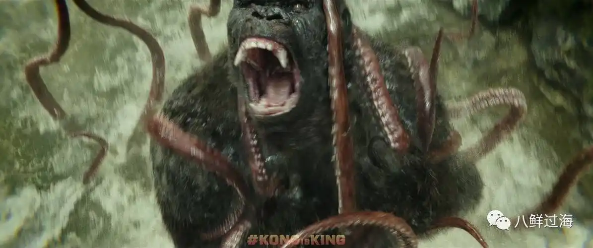 骷髅岛沼泽巨鱿章:金刚的手下败将兼腹中美味,原来它的远亲就是爱隐形