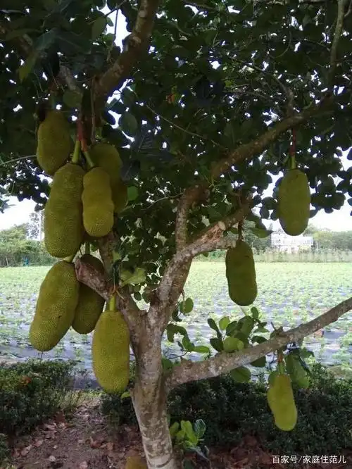 菠萝蜜的需水量是很大的,在其花期和结果期要每天为其浇水一次,在生长