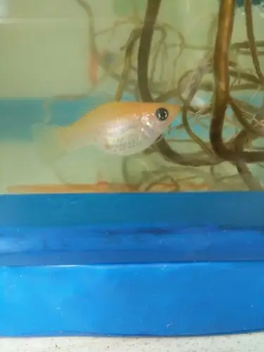 才买的皮球鱼谁能帮我看看是不是要下鱼娃子了