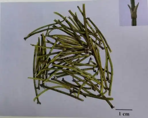 执业中药师考试之麻黄的记忆方法