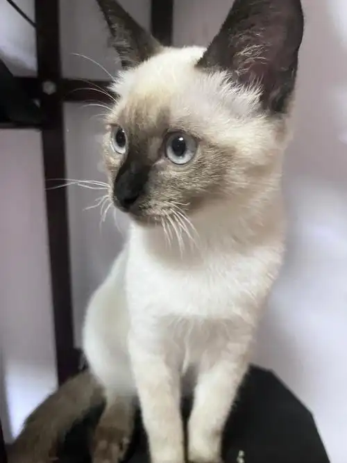 四个月暹罗猫领养