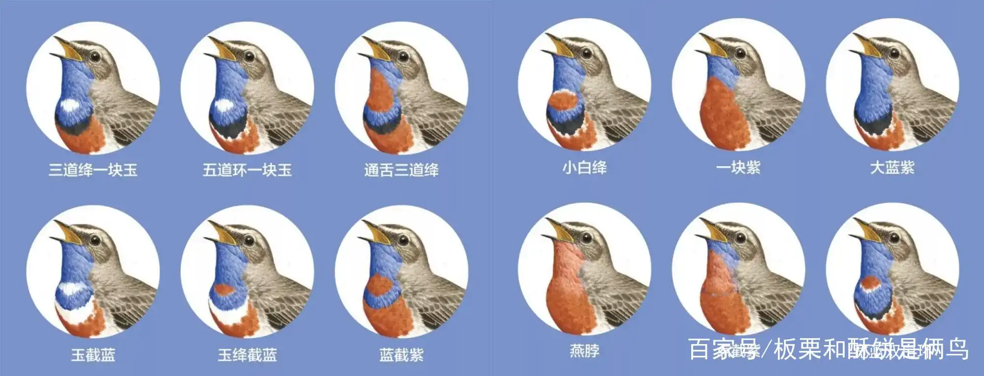 鸟中君子:靛颏,看完这些讲究你就知道,为何不推荐鸟友饲养了