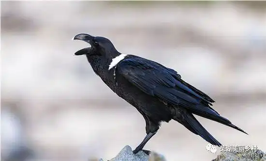 【乡村】别撸老鸹的白颈子