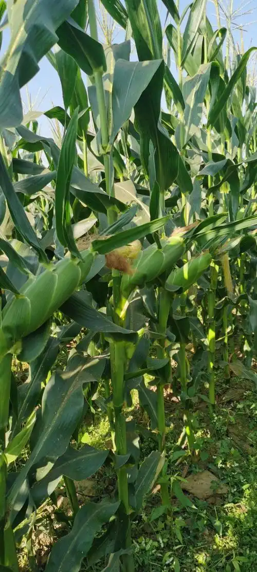 大棒型太阳花甜玉米种子,产量高,品质精良,口感好,联系详谈