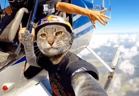 猫咪来一起自拍吗